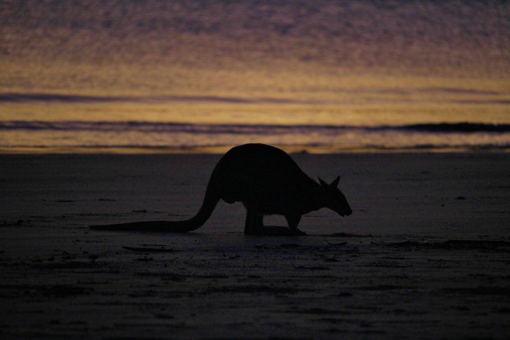 A kangaroo feeds on the beach at dawn in Cape Hillsborough, Australia