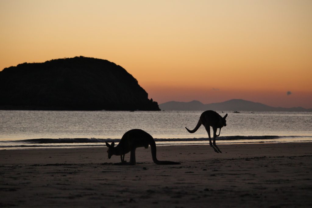 Kangaroos on the beach at dawn in Cape Hillsborough, Australia