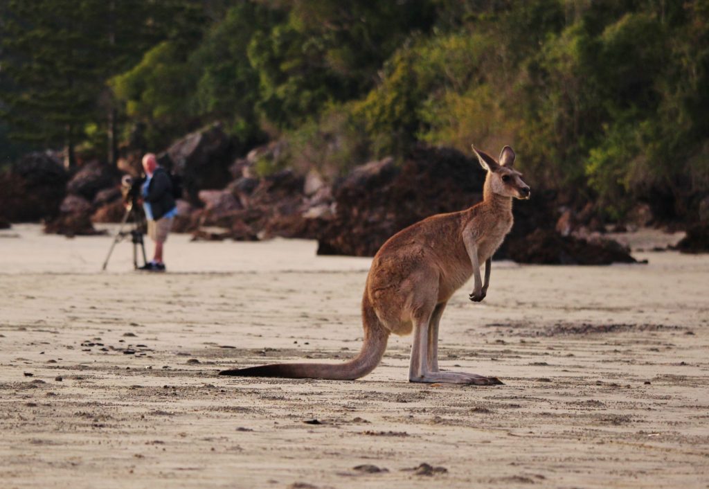 Kangaroos on the beach at Cape Hillsborough, Australia