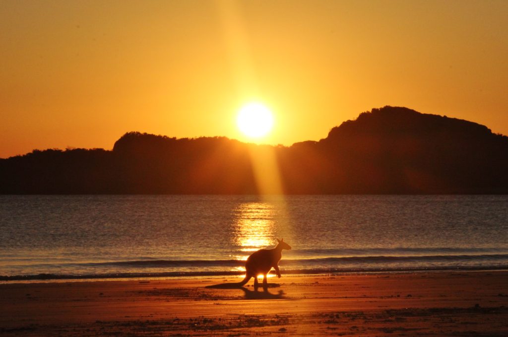 A kangaroo sits on the beach at sunrise in Cape Hillsborough, Australia