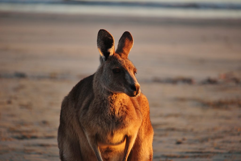 Kangaroo at dawn in Cape Hillsborough, Australia