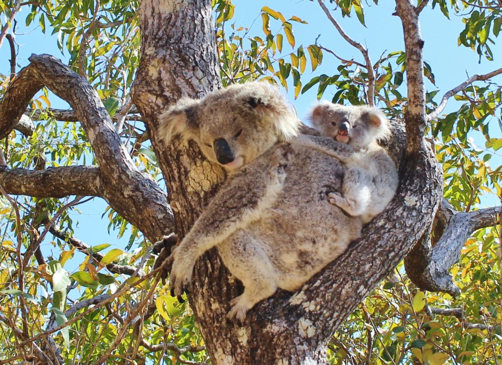 A koala and baby in a tree, Magnetic Island, Australia