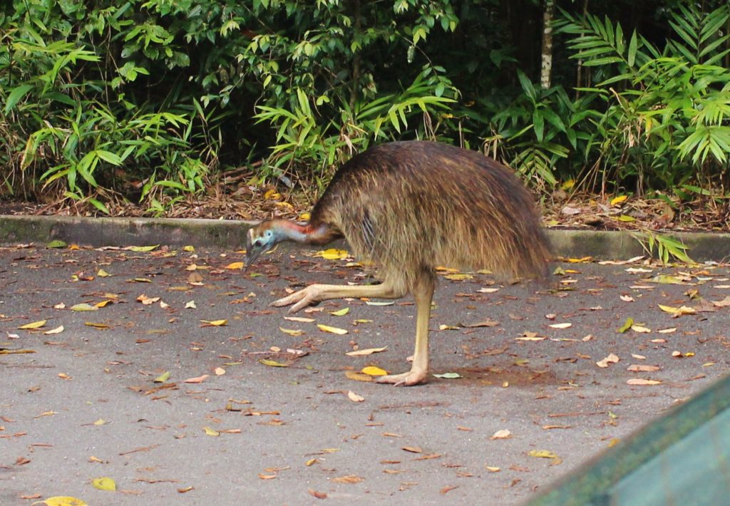 A young cassowary in Australia