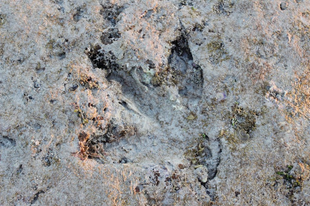 A dinosaur footprint in the rock at Broome, Australia