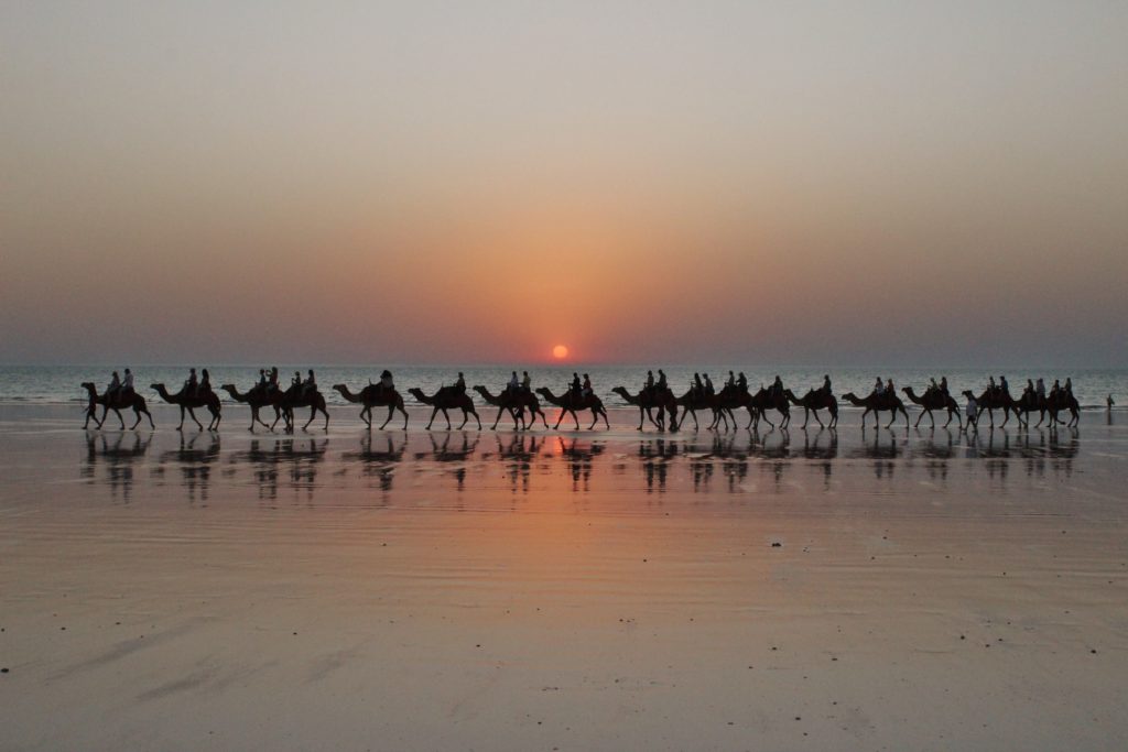 A pastel sunset provides a beautiful backdrop to the camel tours in Broome, Australia