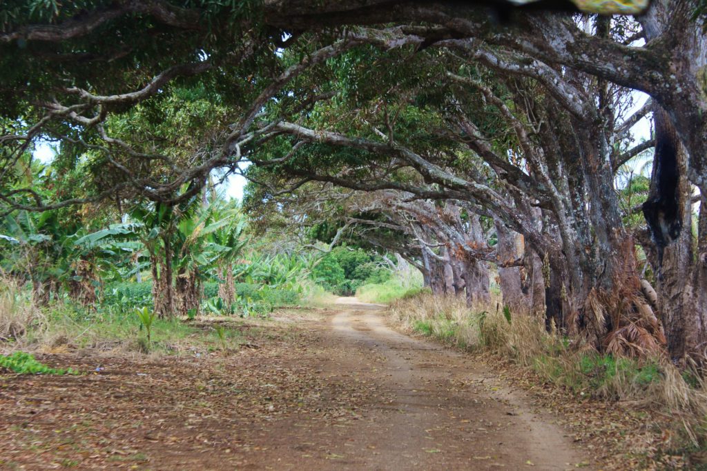 A tunnel of trees over a dirt road in Tonga