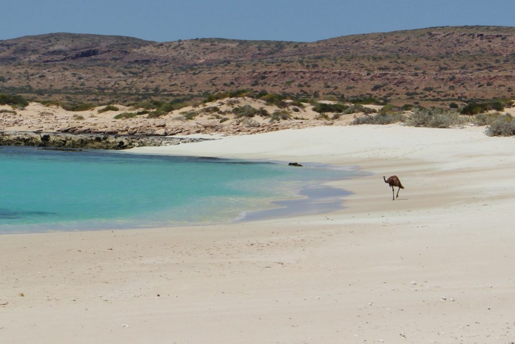 An emu walking on the beach, Australia