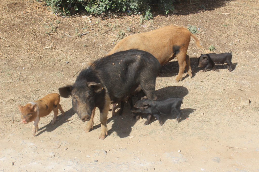 Pig and her piglets, Tonga