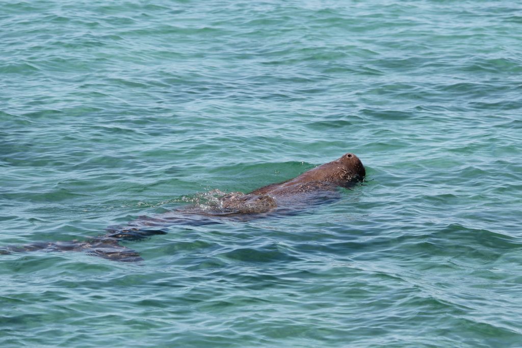 A dugong pokes its nose above the water in Shark Bay, Australia