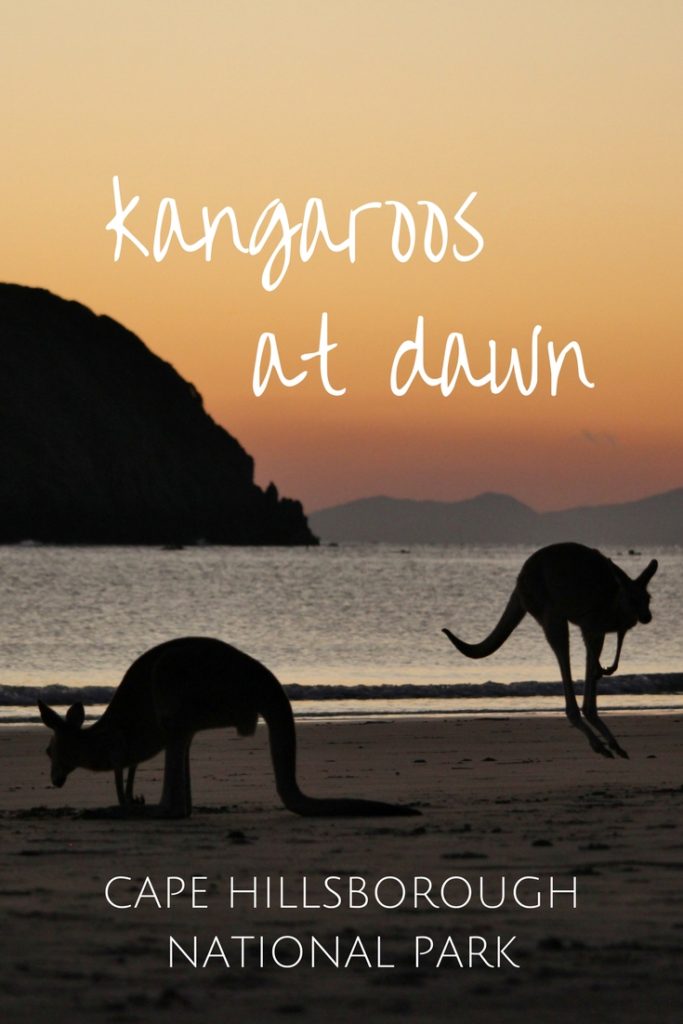 Kangaroos at dawn - Cape Hillsborough National Park, Australia