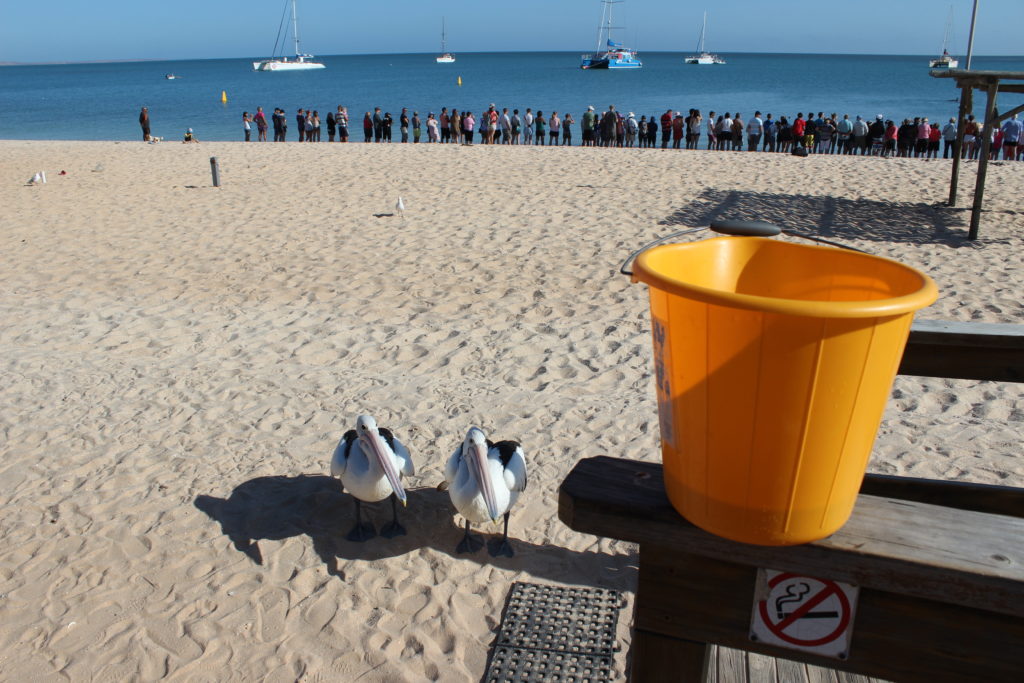 Keeping the pelicans distracted in Monkey Mia, Australia