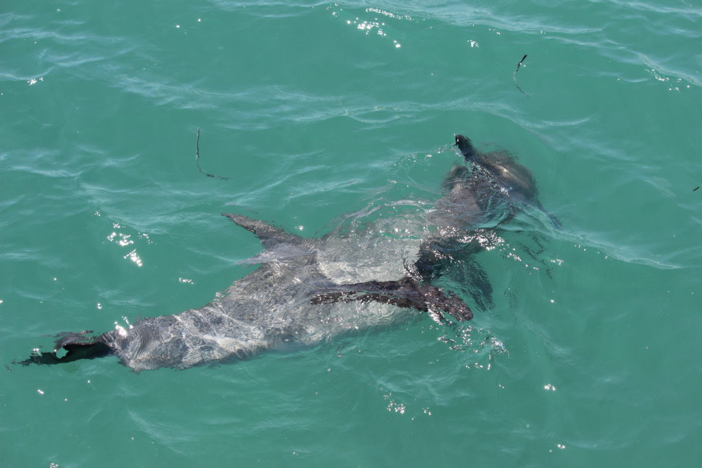 A dolphin and her baby at Monkey Mia, Australia