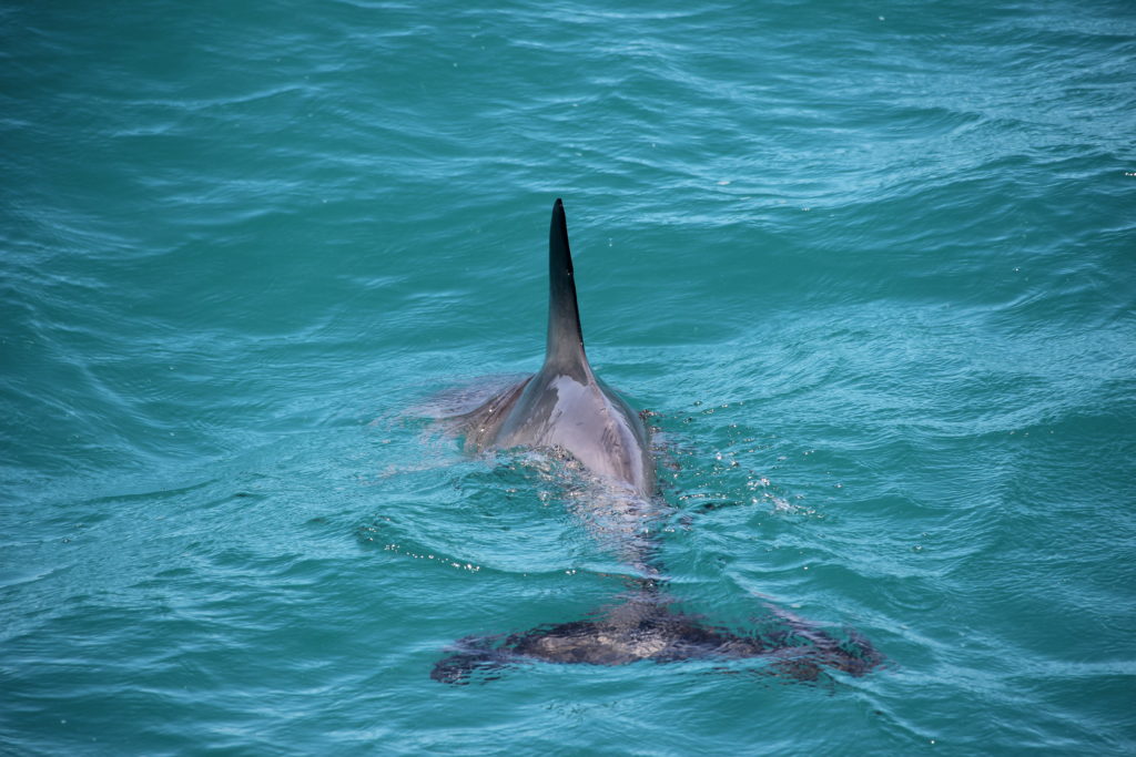 A dolphin at Monkey Mia, Australia