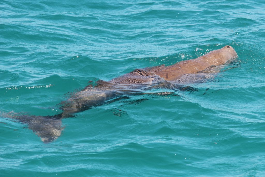 A dugong in the waters at Monkey Mia, Australia