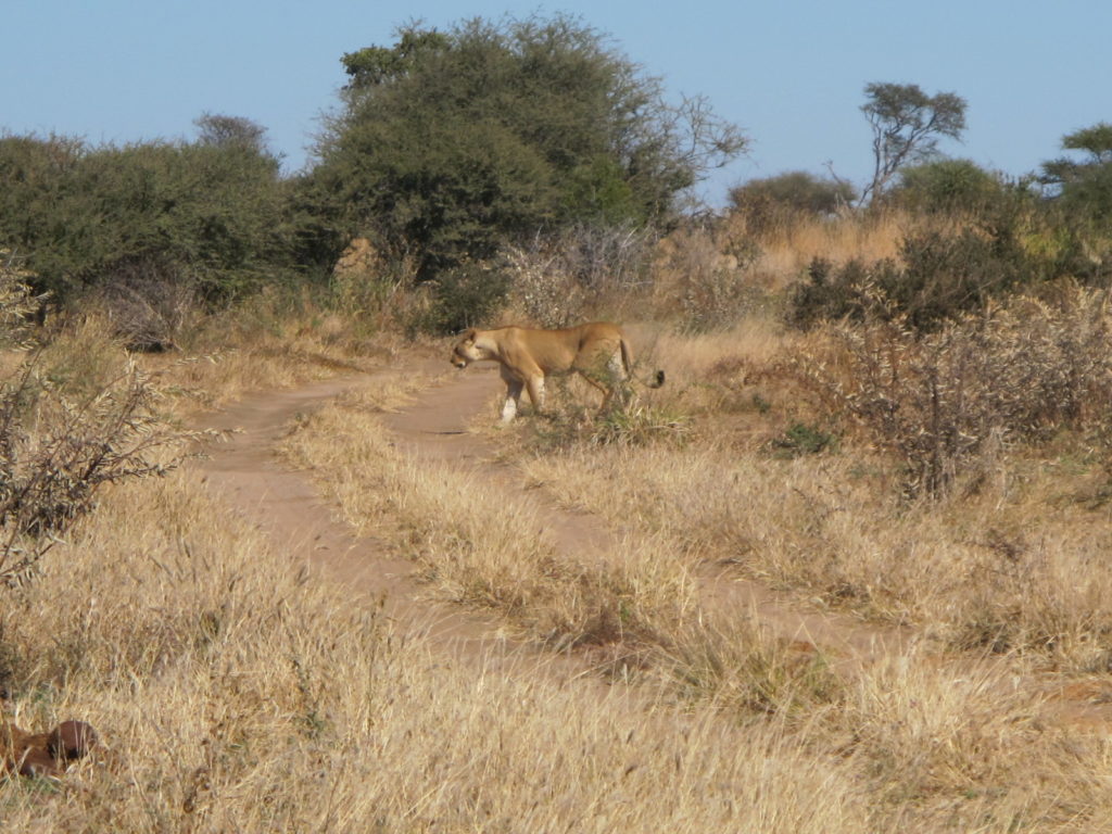 A lioness walks through the bush in Namibia