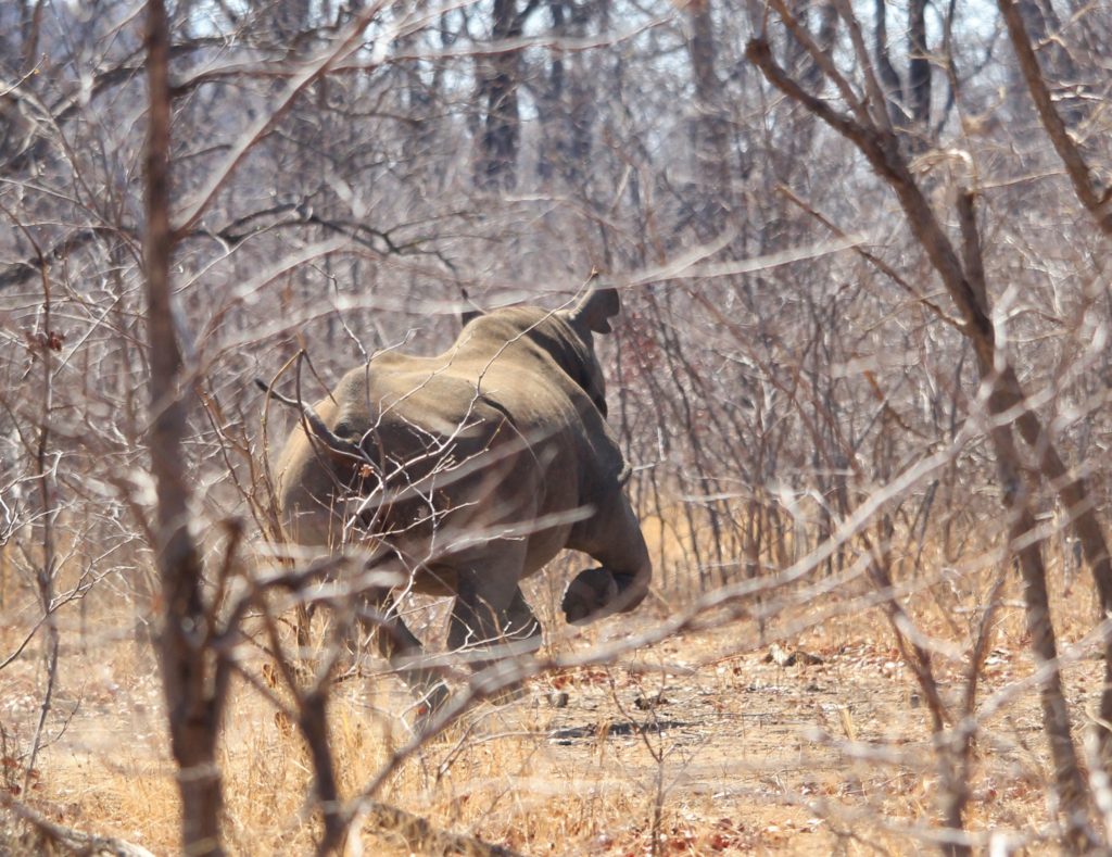 A black rhino runs through the bush in Malawi