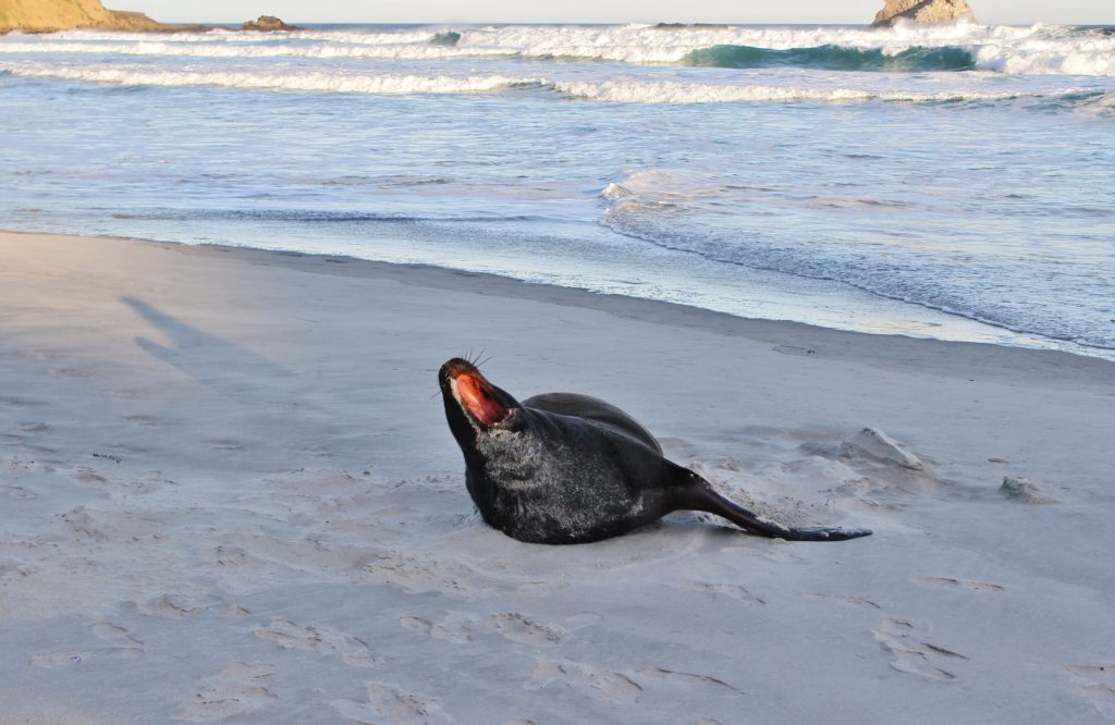 A sea lion yawns on the Otago Peninsula, NZ