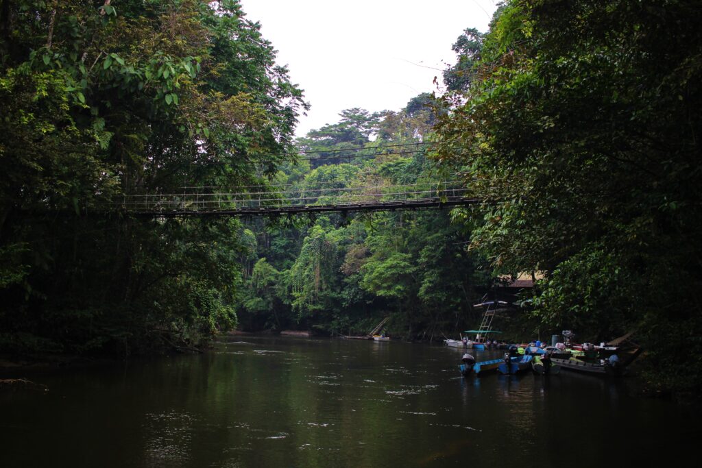 A bridge over a river surrounded by forest
