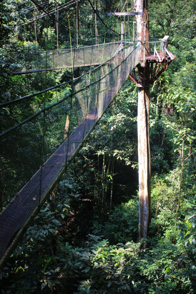 A treetop canopy walk with rope bridges between trees