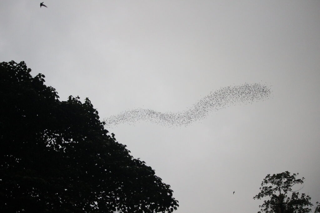 A ribbon of bats flying through the air above treetops in Mulu National Park, Malaysia