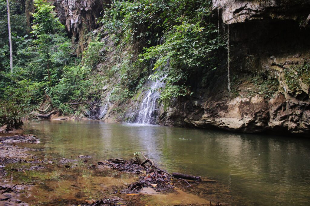 A small waterfall falling into a pool of water surrounded by forest