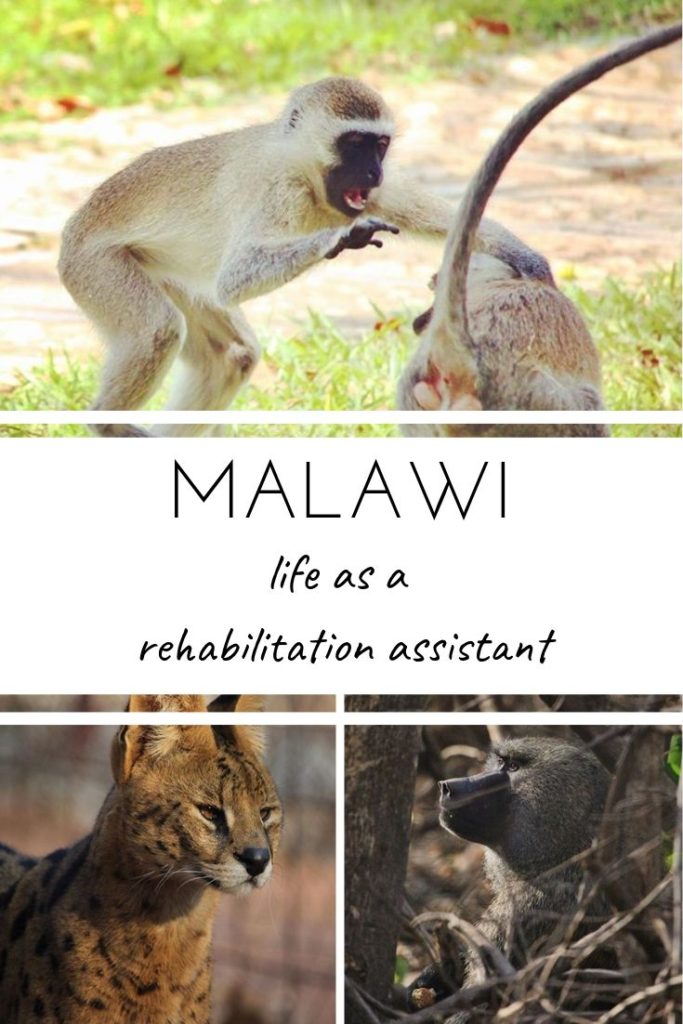 Malawi - my life as a wildlife rehabilitation assistant