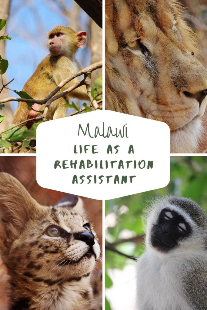 My heart has been set on living and working in Africa in wildlife rehabilitation for a long time