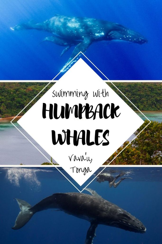 Swimming with humpback whales in Vava'u, Tonga