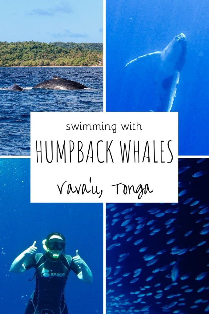 Swimming with humpback whales in Vava'u, Tonga