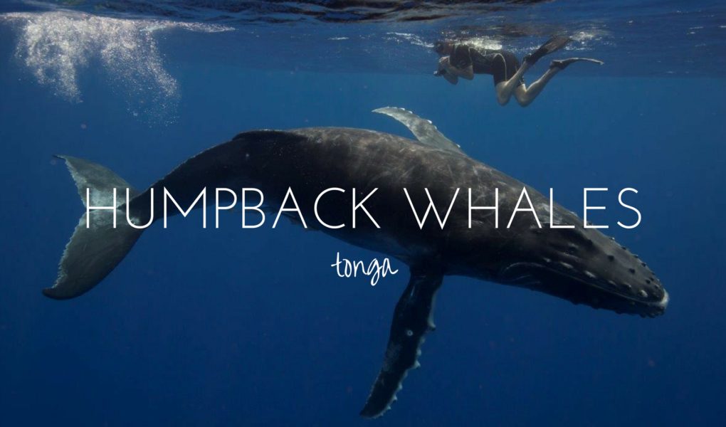 Swimming with the humpback whales of Tonga