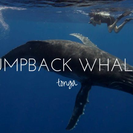 Swimming with the humpback whales of Tonga