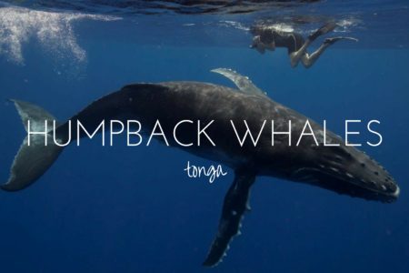 Swimming with the humpback whales of Tonga
