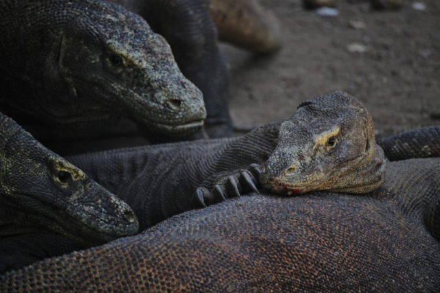 Komodo Dragons cuddling, Indonesia