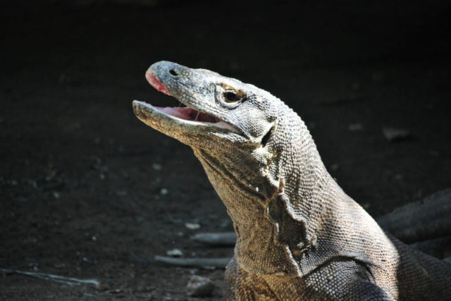 Komodo Dragon, Indonesia