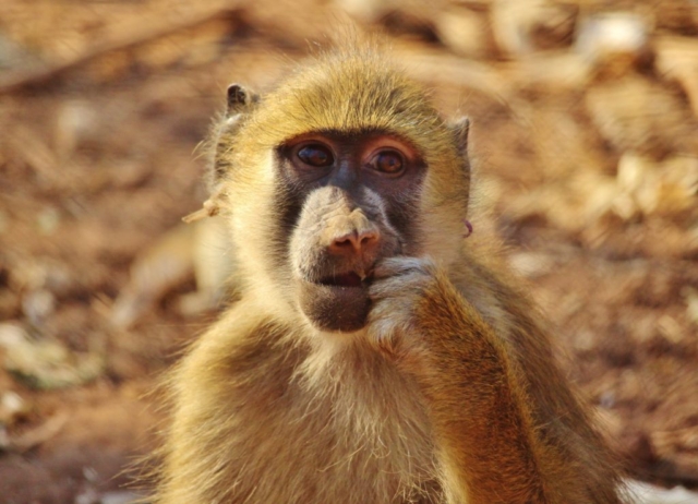 Syren the yellow baboon, Malawi
