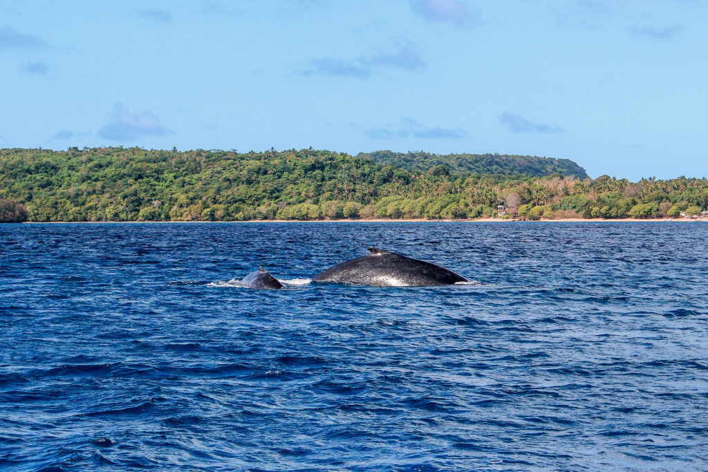 Humpback whales breaking the surface in Vava'u, Tonga