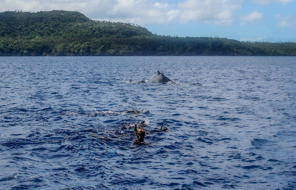 Getting in the water with the humpback whales, Vava'u, Tonga