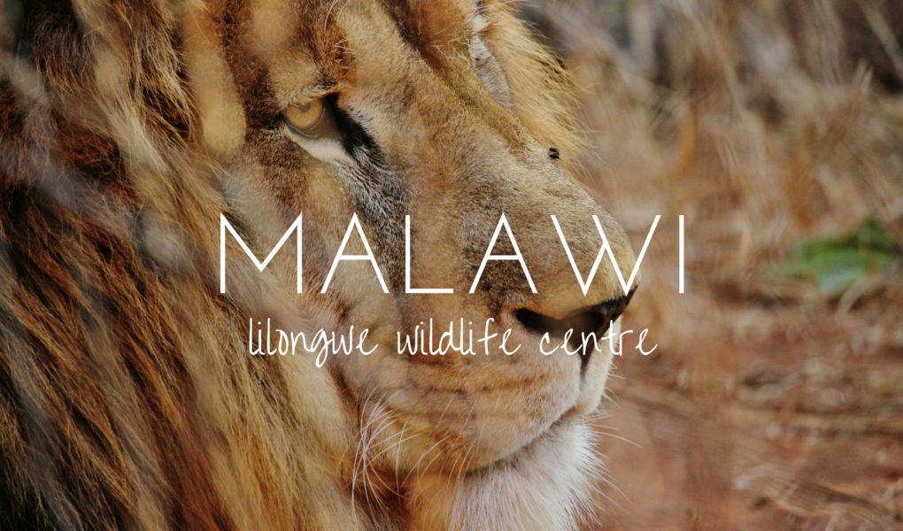 My life as a wildlife rehabilitation assistant in Malawi