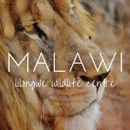 My life as a wildlife rehabilitation assistant in Malawi