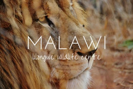 My life as a wildlife rehabilitation assistant in Malawi