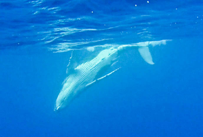 The white belly of the humpback whale on full display in Vava'u, Tonga