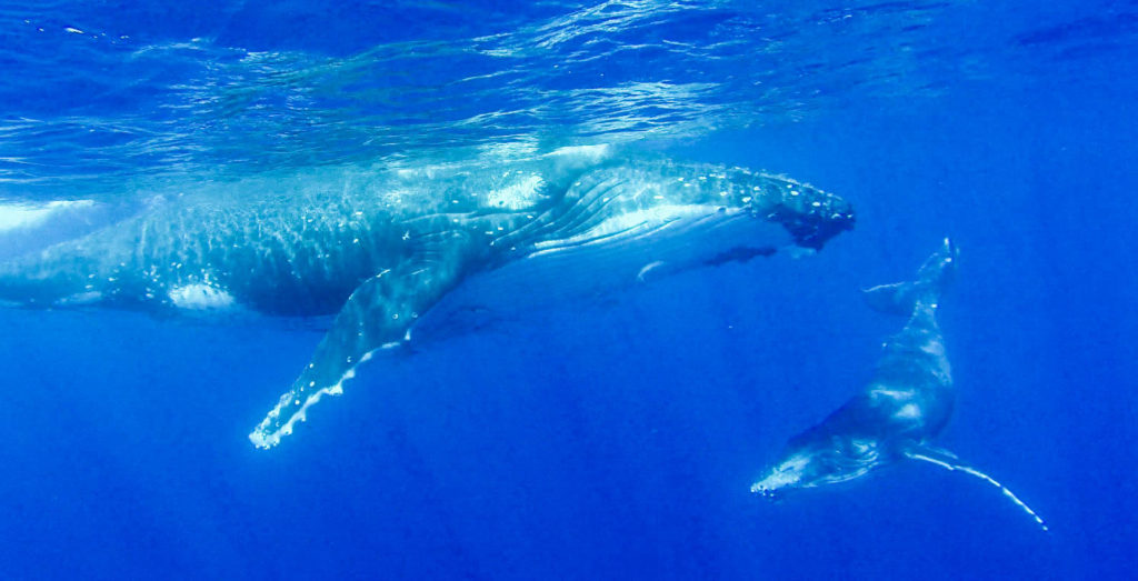 Mother and calf humpback whales swimming in Vava'u, Tonga