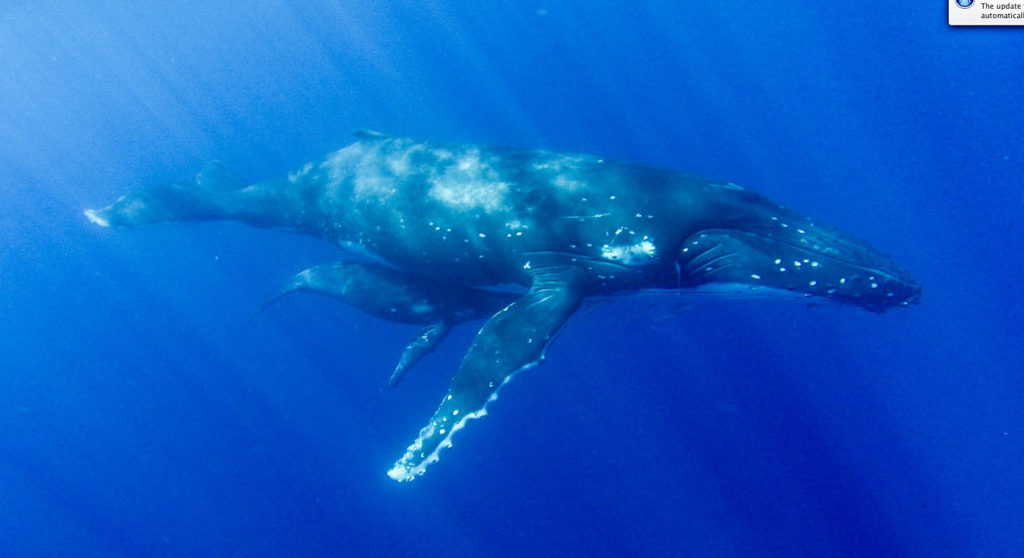 A mother and calf humpback whales in the calm waters surrounding Vava'u, Tonga
