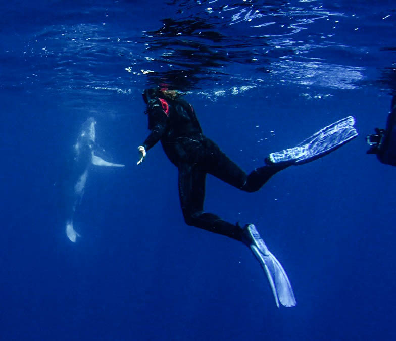 Swimming with humpback whales in Vava'u, Tonga, is a unforgettable experience