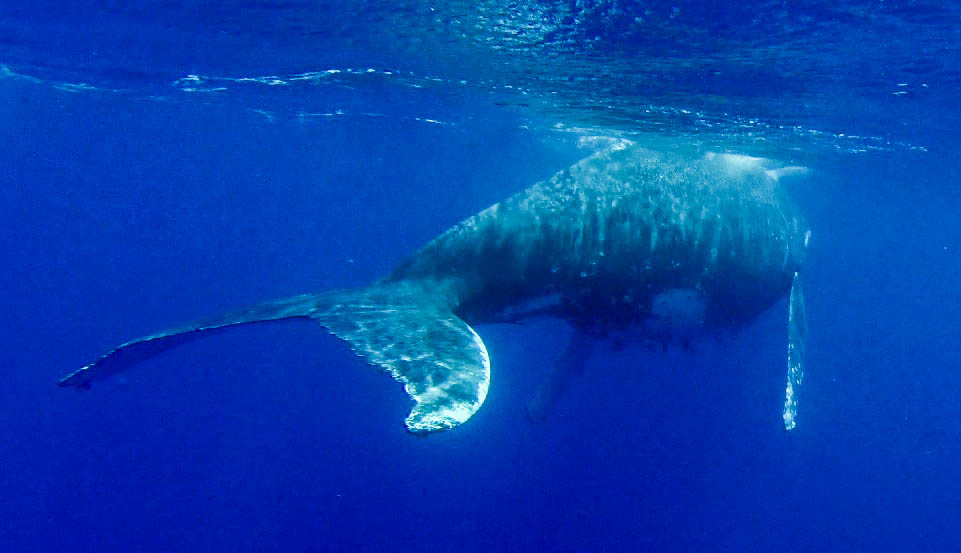 Humpback whale swimming away, Vava'u, Tonga