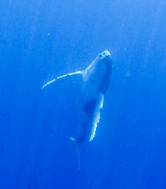 A mother humpback whale floats in the calm waters of Vava'u, Tonga