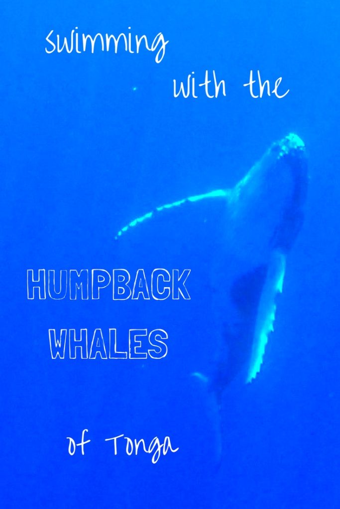 Swimming with the Humpback Whales of Tonga
