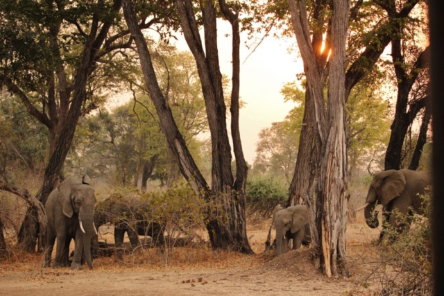 A herd of elephants in Zambia