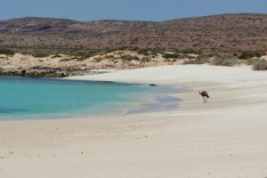 Emu on the beach at the Ningaloo Coast, Australia