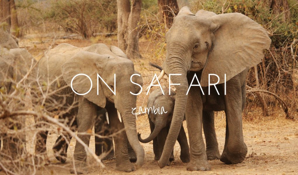 5 reasons to go on safari in Zambia